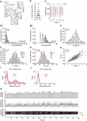 In silico Hierarchical Clustering of Neuronal Populations in the Rat Ventral Tegmental Area Based on Extracellular Electrophysiological Properties